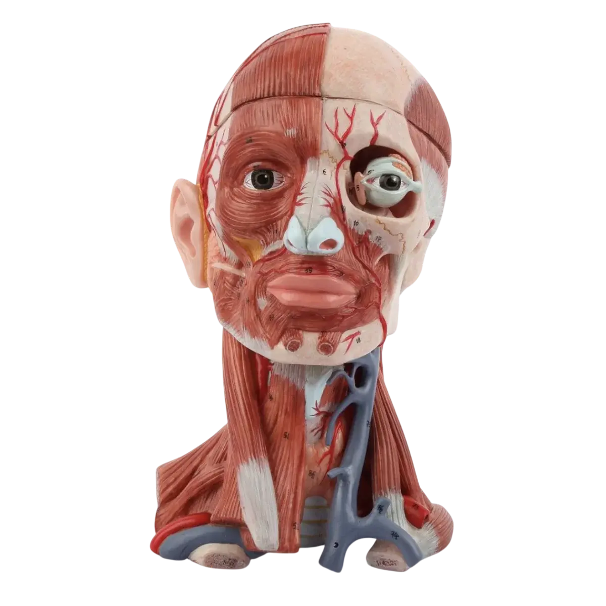 Maquetas anatómicas